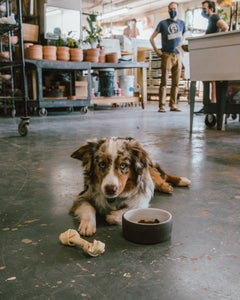 pet-bowl