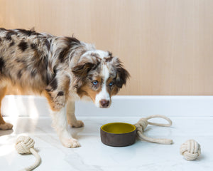 pet-bowl